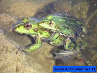 aby zielone w czasie pseudokopulacji (ampleksus)
fot. Arkadiusz Pramowski