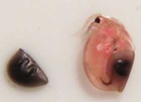 po prawej samica z jajem epifialym
po lewej jajo przetrwalnikowe (epifialne)
fot. Arkadiusz Prażmowski