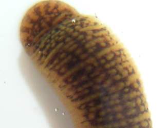 Erpobdella octoculata -przyssawka tylnia i charakterystyczny wzór na ciele
fot. Arkadiusz Prażmowski