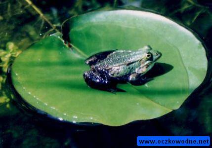  Nieduże żaby często wygrzewają się na liściach grzybieni
pod większymi osobnikami liście toną
fot. Arkadiusz Prażmowski