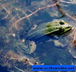 Żaba wodna na kępie wywłócznika 
fot. Arkadiusz Prażmowski