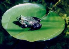 Żaby w oczku wodnym