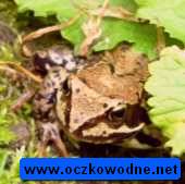 Żaby brunatne latem kryją się w cienistych miejscach ogrodu 
fot. Arkadiusz Prażmowski