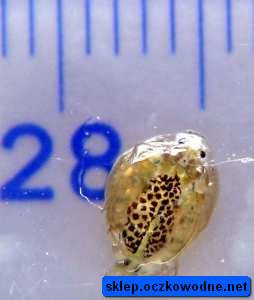 pasożyt mierzy około 0.5 cm
fot. Urszula Śliwowska