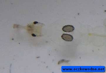 dobrze widoczne pęcherzyki hydrostatyczne
i głowa larwy
fot. Arkadiusz Prażmowski