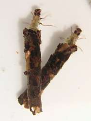 larwy chruścika
fot. Arkadiusz Prażmowski