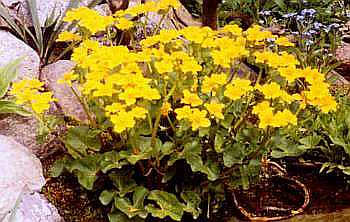 Kaczeniec (Caltha palustris)- sylwetka roliny
fot. Arkadiusz Pramowski