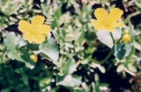 Kwitnące jednoroczne samosiejki
fot. Arkadiusz Prażmowski