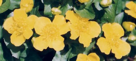 Kwiaty mogą mieć trzy, cztery lub pięć płatków
fot. Arkadiusz Prażmowski