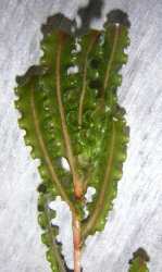 Rdestnica kdzierzawa (Potamogeton crispus)
charakterystyczne lancetowate licie
z mocno pofalowanym brzegiem
fot. Arkadiusz Pramowski