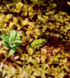 wśród liści chętnie przebywają żaby
na zdjęciu odmiana 'Aurea'
fot. Arkadiusz Prażmowski