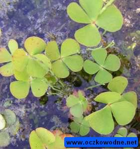 marsylia czterolistna (Marsilea quadrifolia)
Gatunek ktry przetrwa tylko dziki mionikom przyrody
i jest przywracany rodowisku naturalnemu w Polsce.
fot. Arkadiusz Pramowski