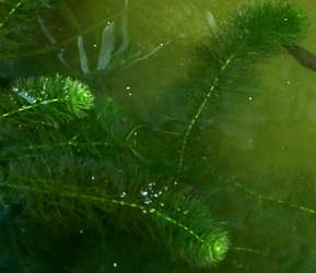 Wywcznik (Myriophyllum)
(rolina w caoci zanurzona pod wod)
fot. Arkadiusz Pramowski