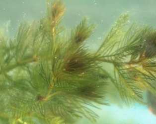 Wywcznik kosowy (Myriophyllum spicatum)
fot. Arkadiusz Pramowski
