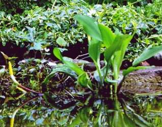 Orontium aquaticum
Z lewej kwiatostan
fot. Tomasz Wencel