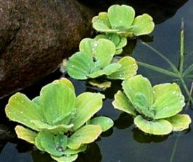 Pistia (Pistia stratiotes)
fot. Arkadiusz Pramowski