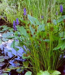 Pontederia cordata
fot. Tomasz Wencel