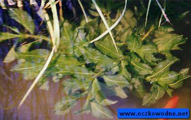 Rdestnica poyskujca (Potamogeton lucens)
(rolina w caoci zanurzona pod wod)
fot. Arkadiusz Pramowski