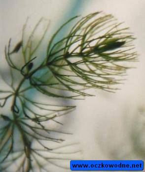 Rogatek sztywny (Ceratophyllum demersum)
fot. Arkadiusz Pramowski