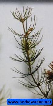 Rogatek sztywny (Ceratophyllum demersum)
fot. Arkadiusz Pramowski