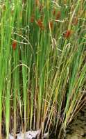 Typha gracilis 
fot. Arkadiusz Pramowski