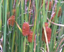 Typha minima
fot. Arkadiusz Pramowski